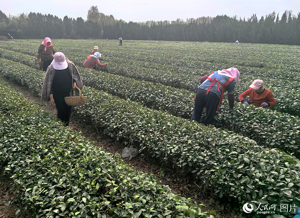 4月19日，茶農在山東日照瀚林春茶園茶園採茶。