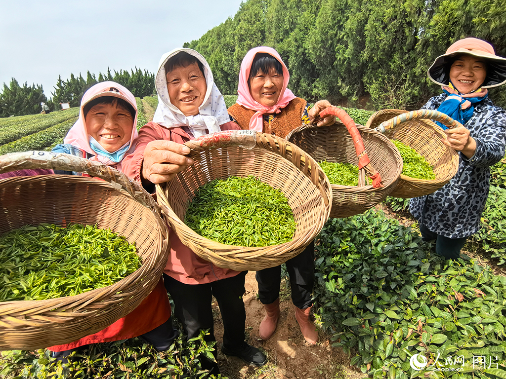 4月19日，在山東日照瀚林春茶園茶園，茶農展示採摘的新茶。