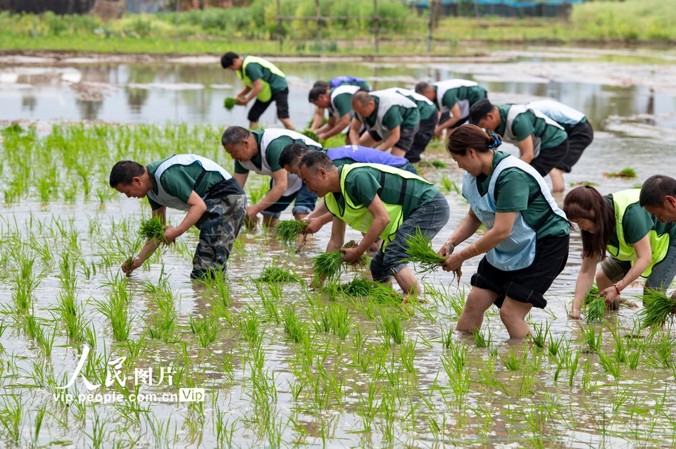 2024年4月20日，浙江省金華開發區洋埠鎮后彰陳村稻田裡，運動員在進行插秧比賽。