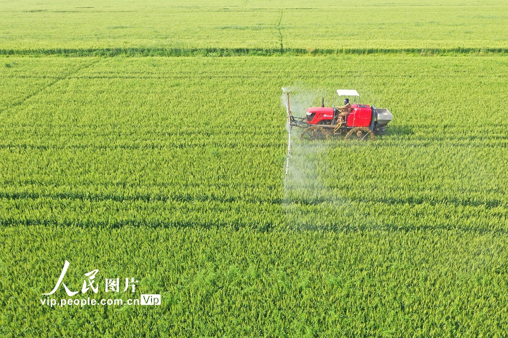 安徽宿松：小麦综合田管保丰收