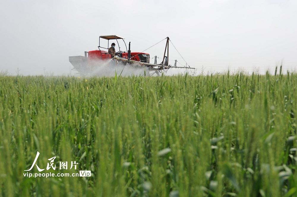 2024��4��22�գ�����ʡ������������ʡ��ũ�ѻ�����ũ�������ũ���ּ�ʻֲ����е������ҩʩ����ҵ��