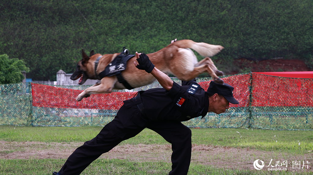 訓導員與警犬開展服從能力和跳躍能力訓練。