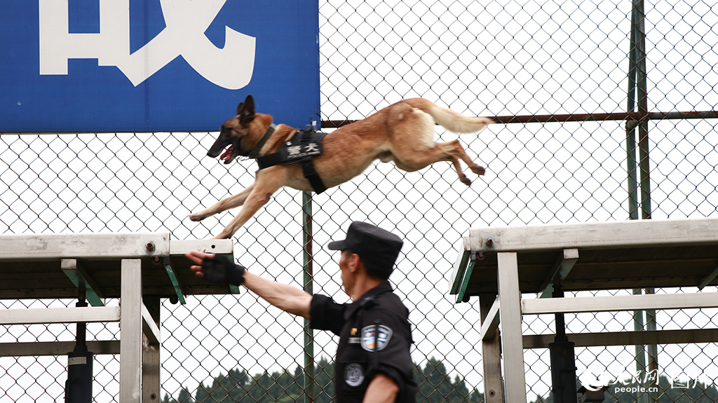 訓導員與警犬開展斷橋障礙跳躍訓練。