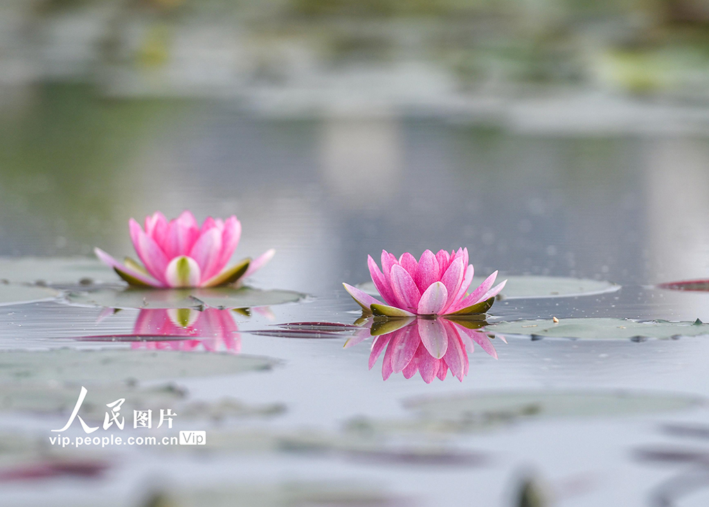 湖南道縣：睡蓮花開【11】