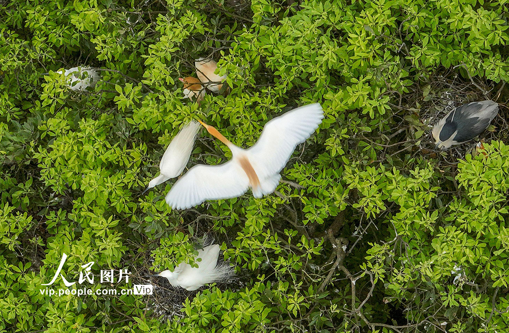 貴州岑鞏：生態好 鷺鳥至【7】