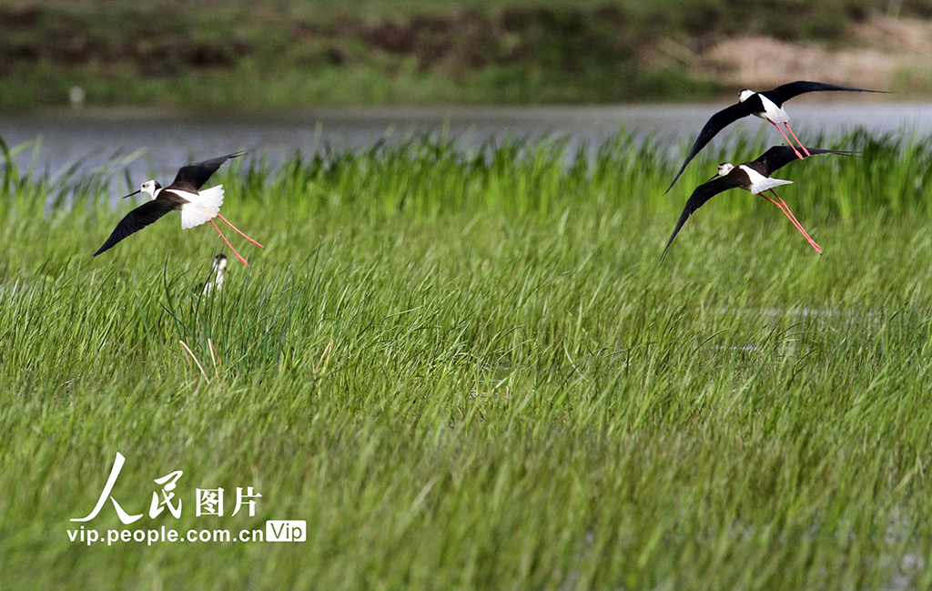 遼寧沈陽：水鳥歡舞生態美【2】