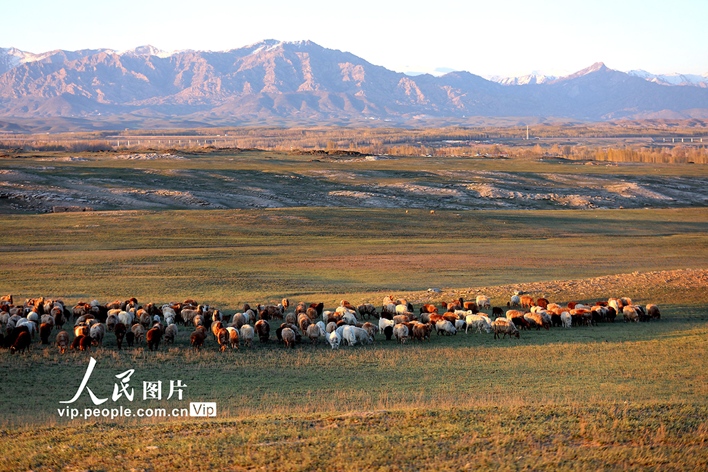 新疆阿勒泰：700万頭（匹）の家畜が安全に転場