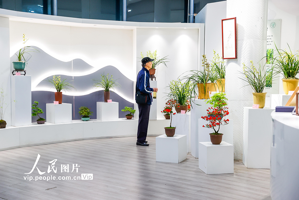 第六屆上海國際蘭展啟幕【3】