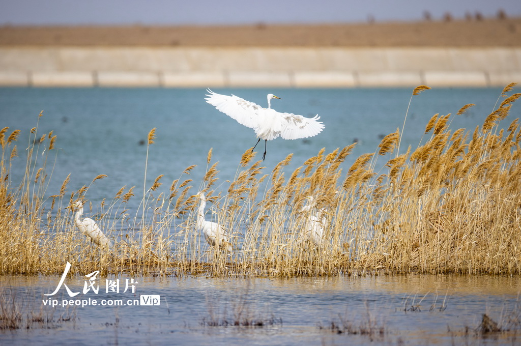 新疆吉木薩爾：生態良好 候鳥棲息