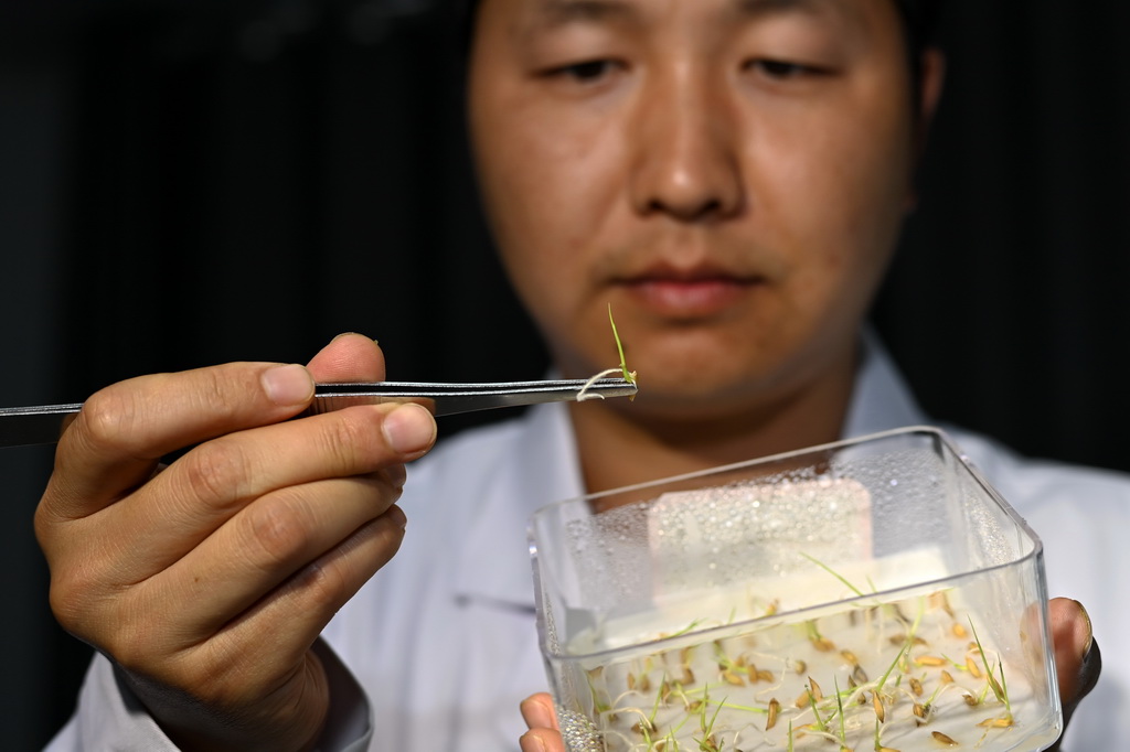 4月29日，技術人員在貴州省黔東南苗族侗族自治州岑鞏縣一家制種公司的實驗室內檢測種子發芽率。新華社記者 楊楹 攝