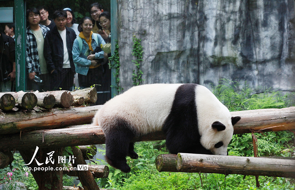 人們在南京紅山森林動物園觀賞大熊貓。