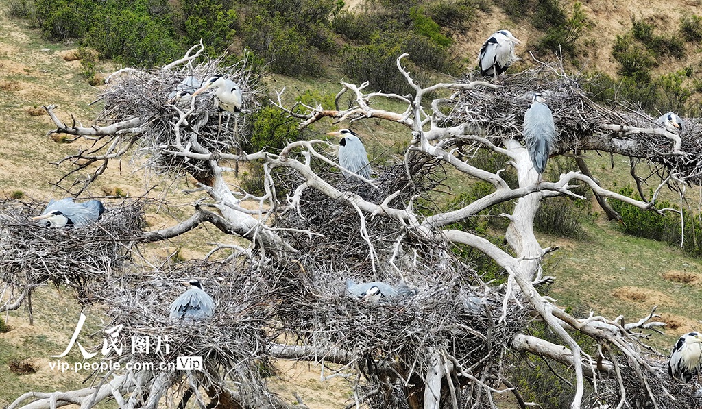  Chicheng, Hebei: Heron Breeding