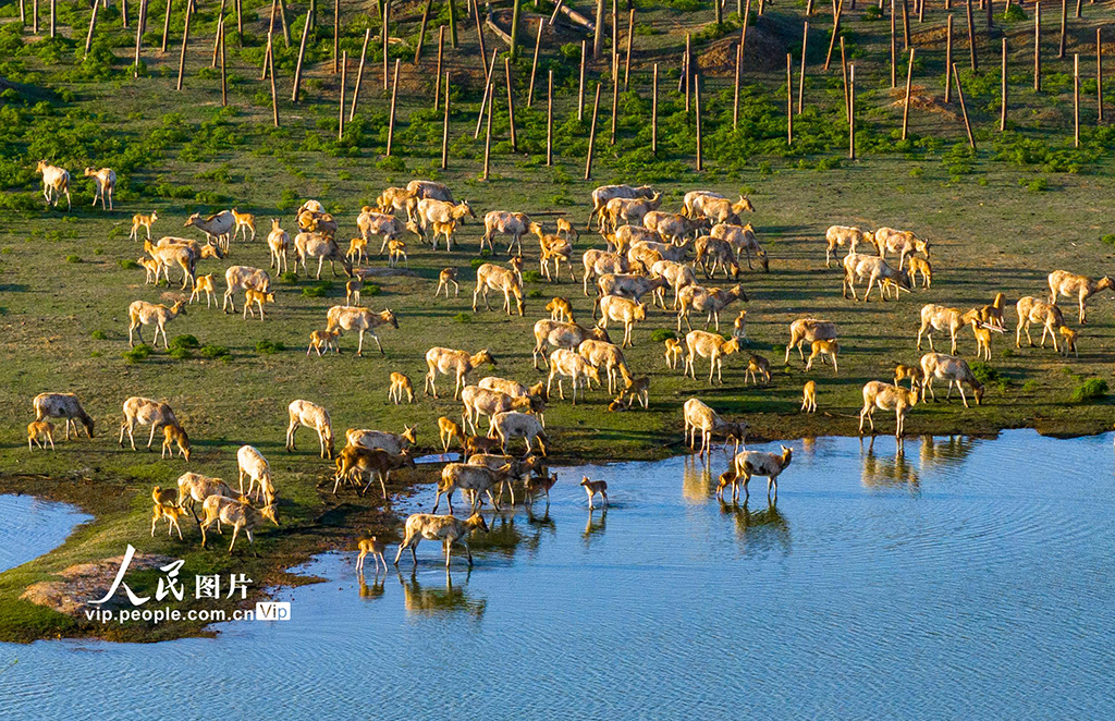  Dafeng, Jiangsu: Milu Huan in Wetland