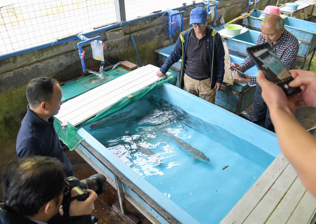 5月5日，在四川省崇州市雞冠山冷水魚科研基地，專家在進行川陝哲羅鲑全人工繁殖現場踏勘。新華社記者 王曦 攝