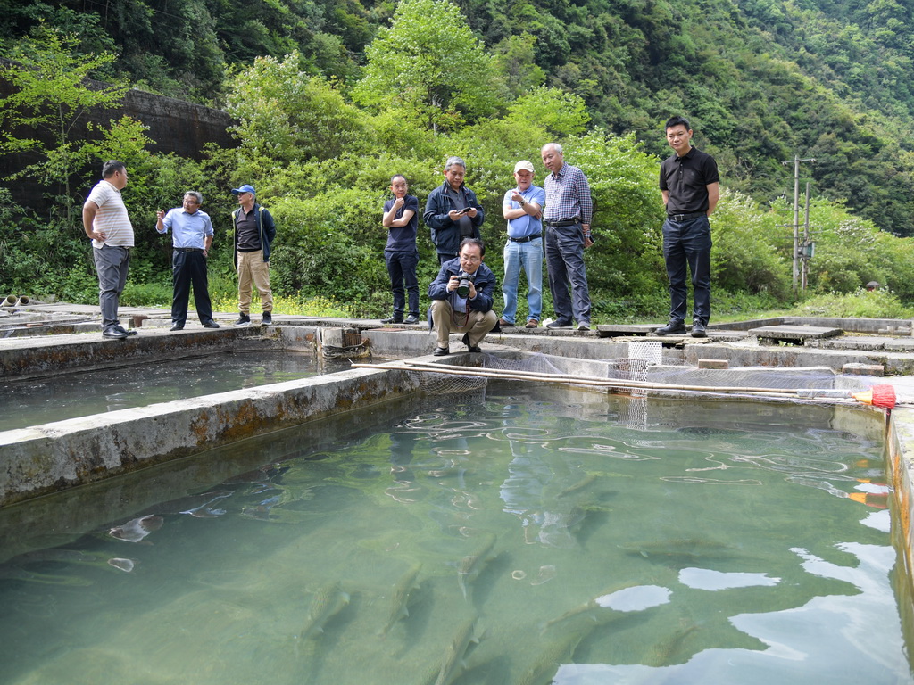 5月5日，在四川省崇州市雞冠山冷水魚科研基地，專家在進行川陝哲羅鲑全人工繁殖現場踏勘。新華社記者 王曦 攝