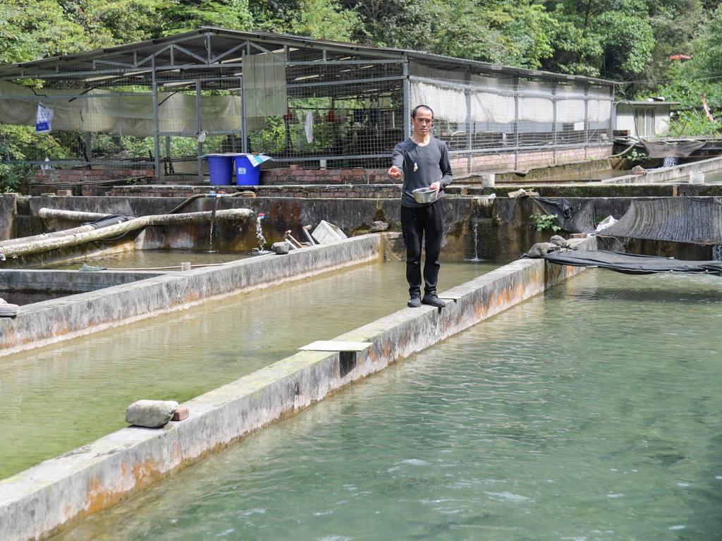 5月5日，在四川省崇州市雞冠山冷水魚科研基地，工作人員為川陝哲羅鲑后備親魚投喂餌料。新華社記者 王曦 攝