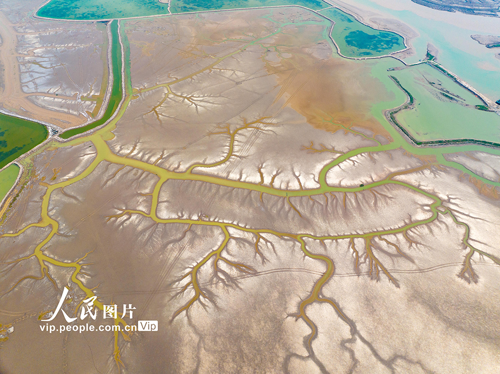  The Yellow Sea Wetland is now a "tidal tree" landscape