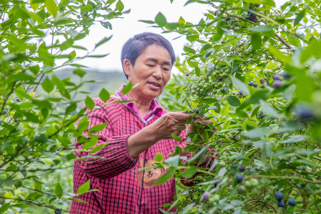 5月9日，村民在重慶市南川區一藍莓產業基地採摘藍莓。新華社發（瞿明斌攝）
