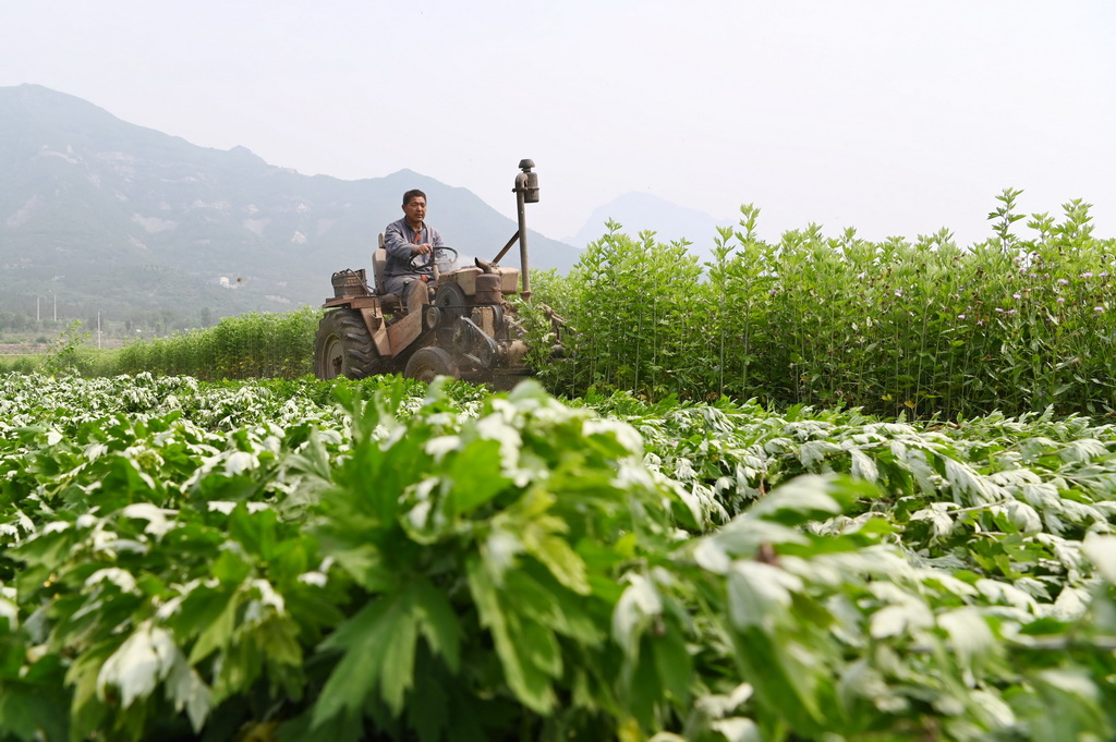 5月9日，在河南省沁陽市西向鎮，農民駕駛農機收獲艾草。新華社發（楊帆攝）