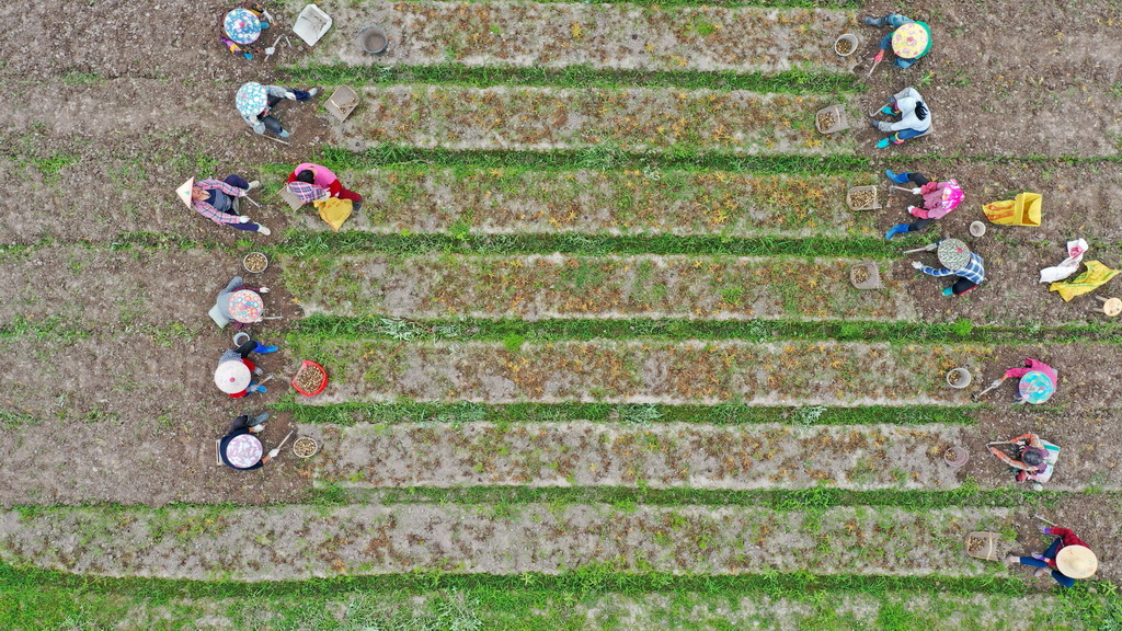 5月9日，浙江省台州市仙居縣埠頭鎮農民在採挖貝母（無人機照片）。新華社發（王華斌攝）