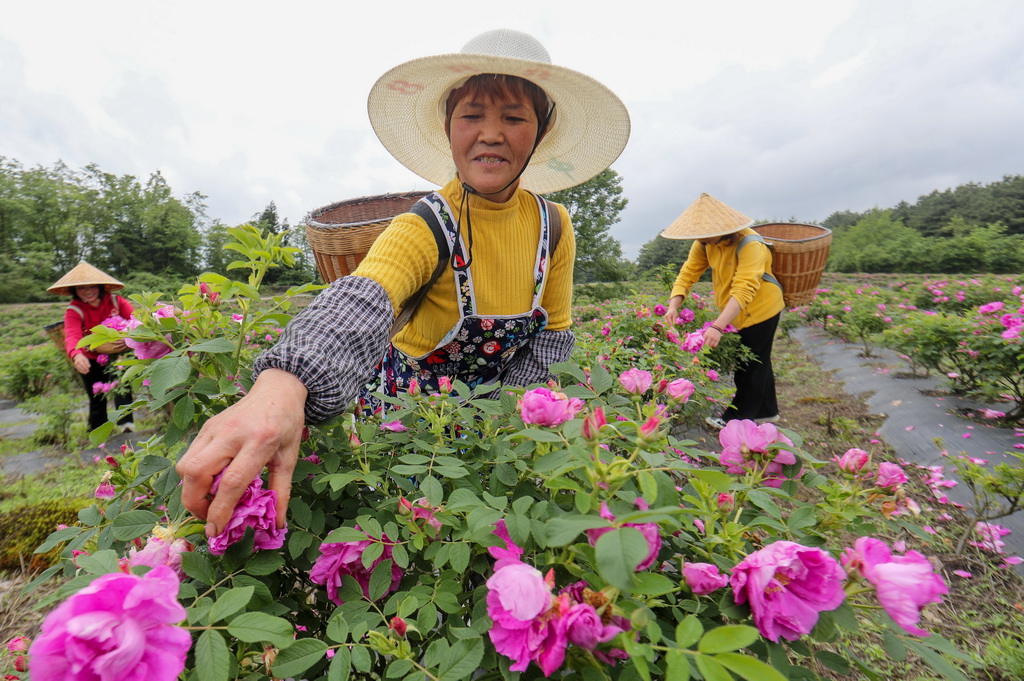 5月9日，村民在貴州省開陽縣雙流鎮雙永村玫瑰種植基地採摘玫瑰花。新華社發（袁福洪攝）