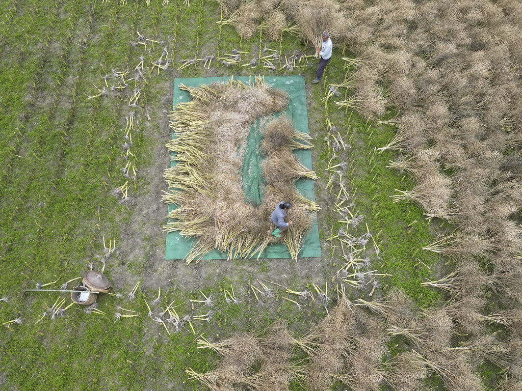 5月8日，在貴州省遵義市余慶縣白泥鎮民同村，村民在拍打油菜莢，分離油菜籽（無人機照片）。新華社發（賀春雨攝）