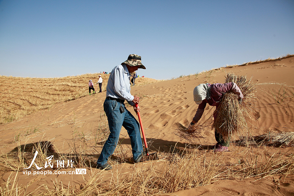  Ningxia Zhongwei: a green home for sand prevention and control