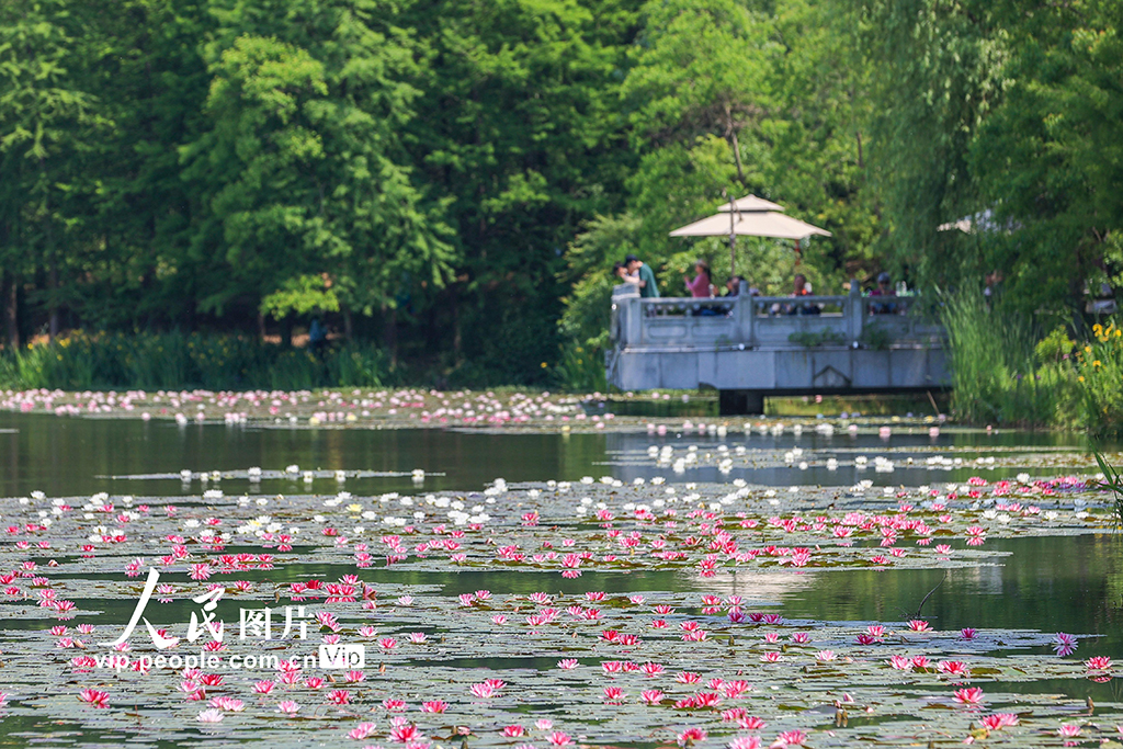  Nanjing, Jiangsu: Water lilies bloom in early summer