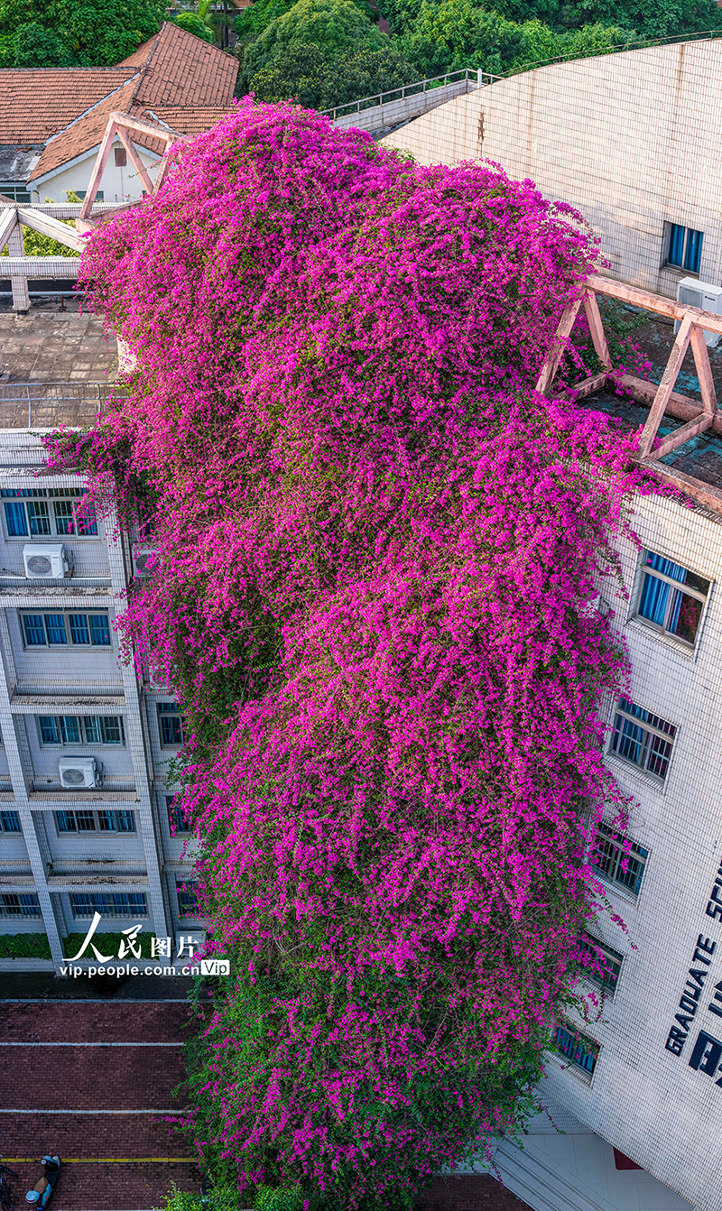 廣西南寧：大學現30米高巨型“鮮花瀑布”【5】