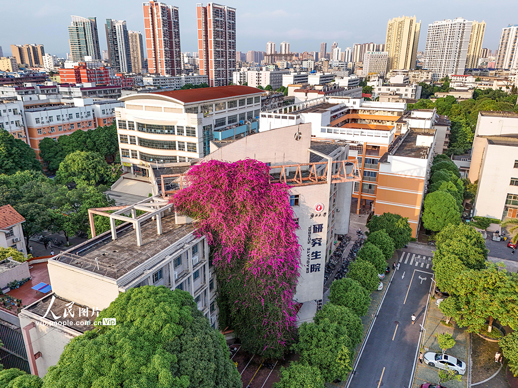 广西南宁：大学现30米高巨型“鲜花瀑布”