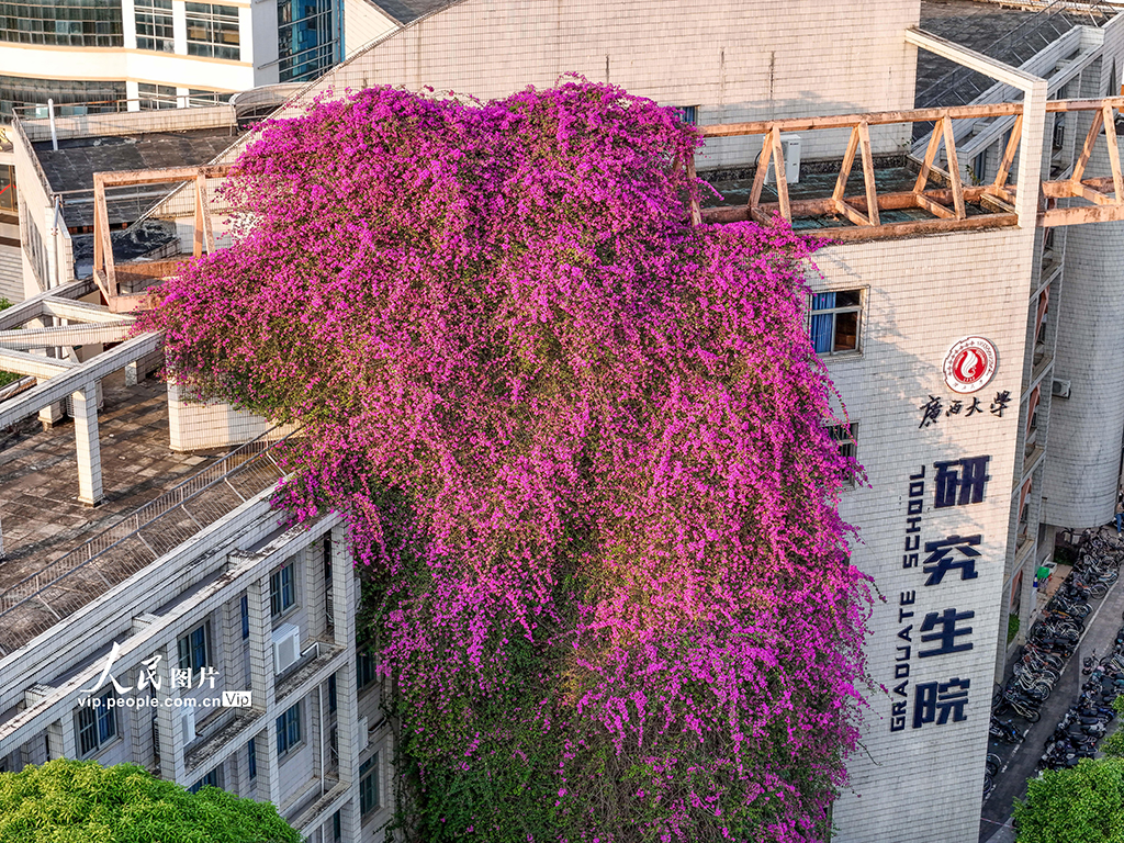 廣西南寧：大學現30米高巨型“鮮花瀑布”【2】