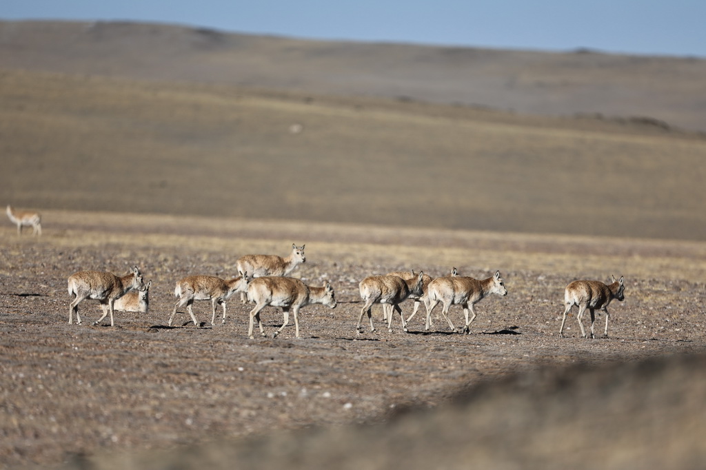 藏羚羊向產羔地遷徙（5月12日攝）。新華社記者 姜帆 攝