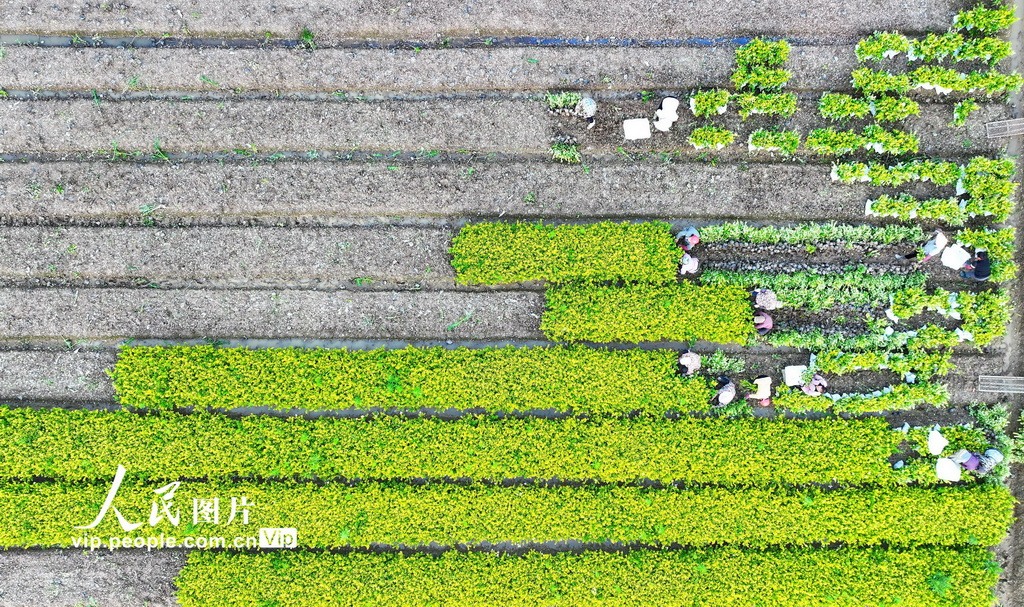 2024年5月12日，江西省南昌市南昌縣廣福鎮木山村花卉苗木種植基地，村民在採收樹苗供應市場。