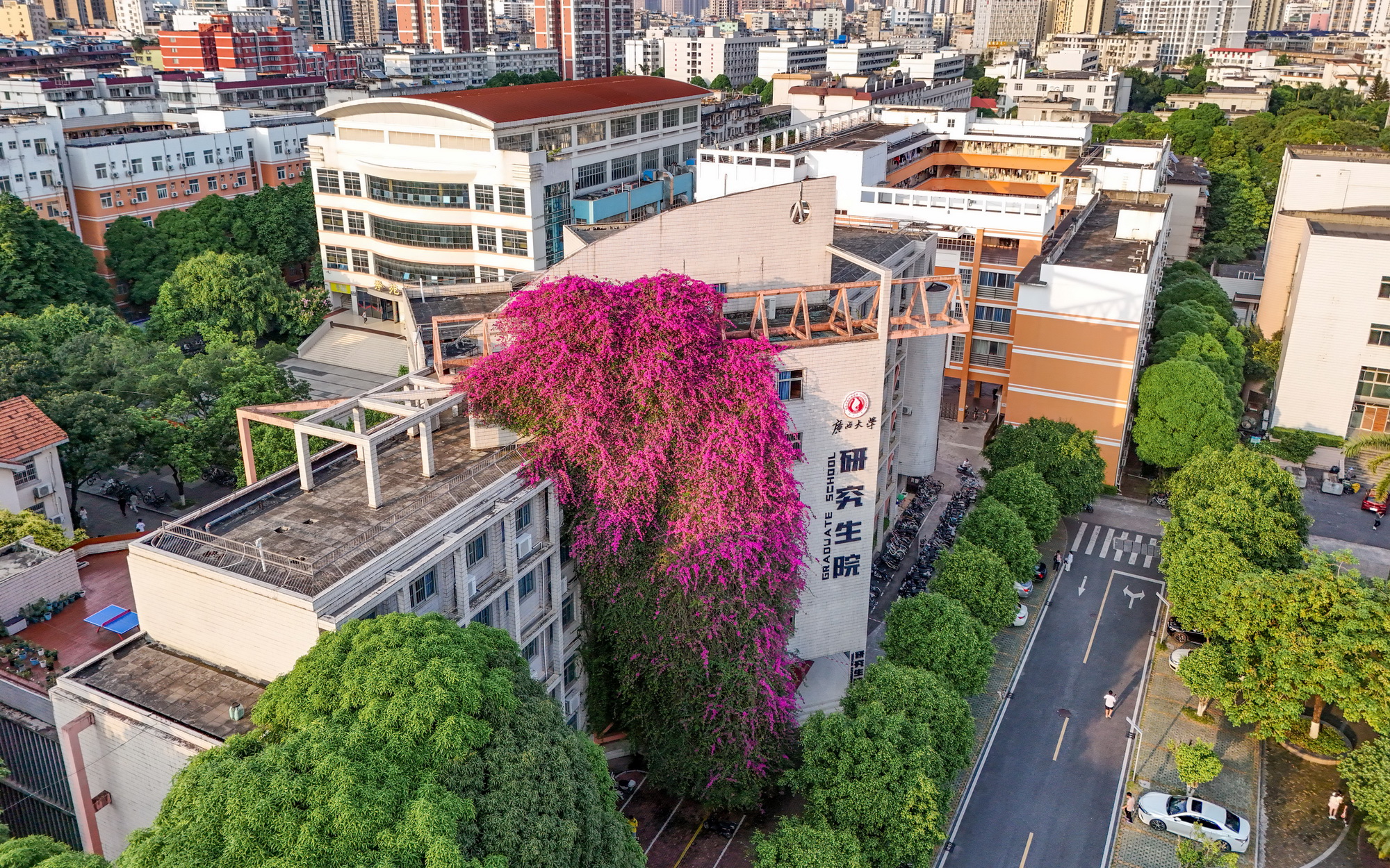  Nanning, Guangxi: The university is now 30 meters high, a giant "flower waterfall"