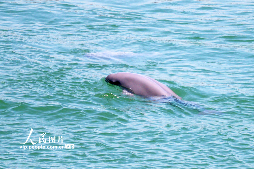 Yichang, Hubei: Yangtze finless porpoise playing in the waves