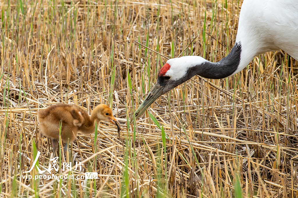  Qiqihar, Heilongjiang: Red crowned Cranes Nurturing Young Birds
