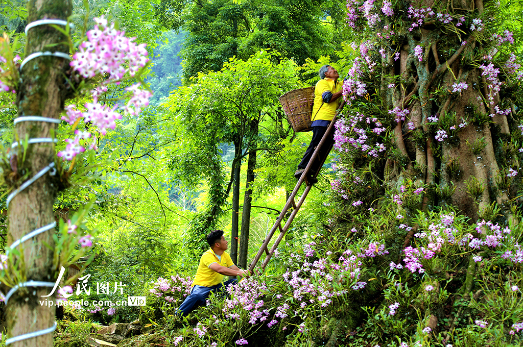  Hejiang, Sichuan: busy picking and blooming dendrobium