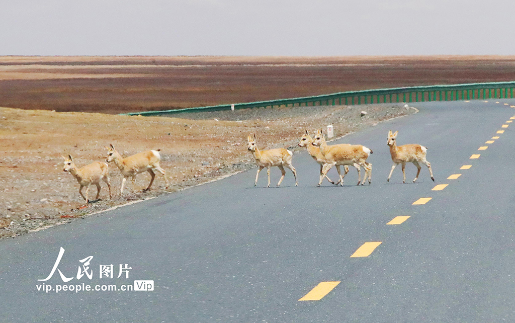 青海玉樹：藏羚羊藏野驢成群覓食