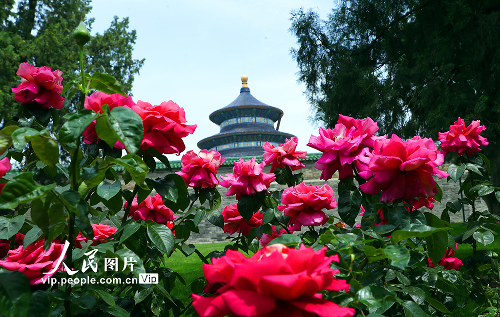 北京：天壇公園賞月季