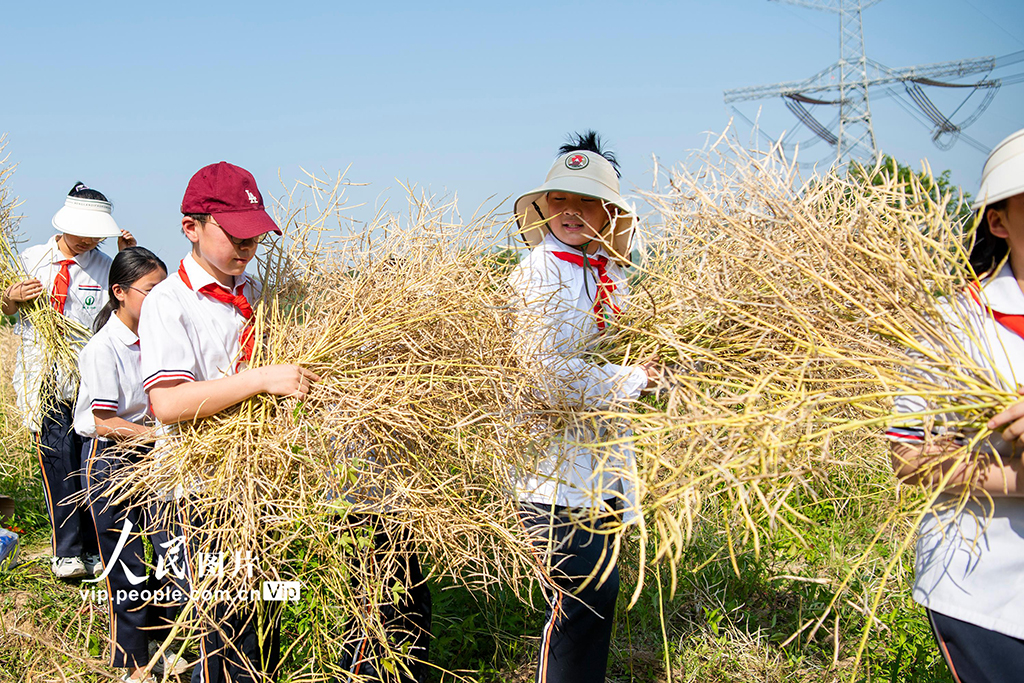 安徽蕪湖：油菜田裡的勞動課