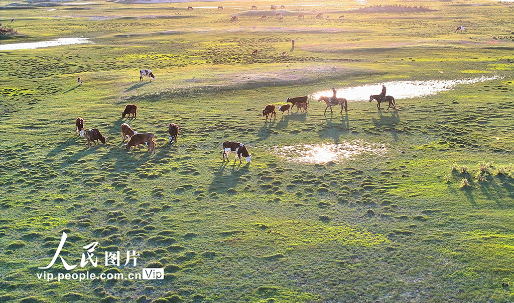 新疆阿勒泰：濕地牧歌