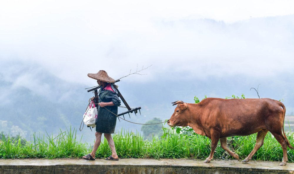 5月18日，在贵州省黎平县尚重镇洋洞村，村民牵着耕牛参加牛耕活动。新华社记者 杨文斌 摄