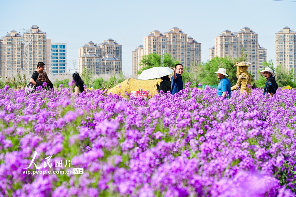 Hutubi, Xinjiang: Blue Mustard Blossoms into a Drunken Tourist
