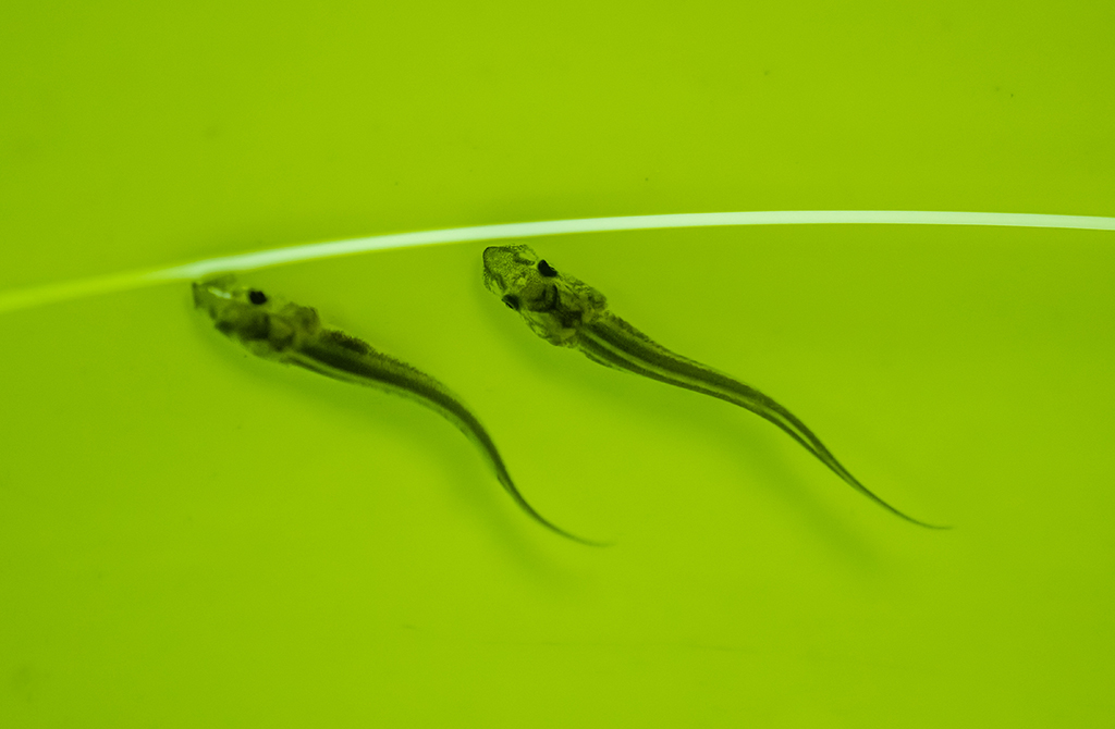  The seedling of Yangtze sturgeon was photographed in the rare fish breeding workshop of the Three Gorges Experimental Station of the Yangtze River Rare Fish Breeding Base of China Three Gorges Corporation on May 18.