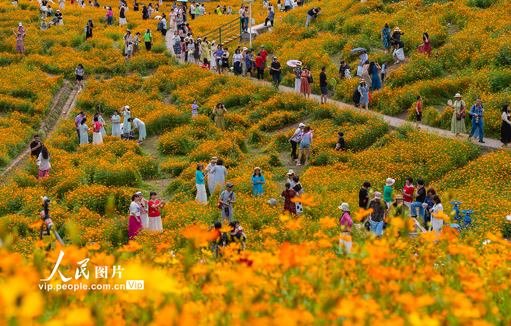 重慶：金色の花の海が客を迎える