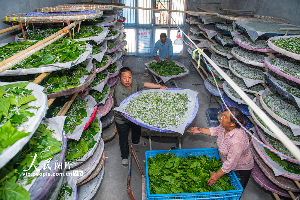  Suqian, Jiangsu Province: Developing Characteristic Sericulture Industry to Drive People to Increase Income and Become Rich