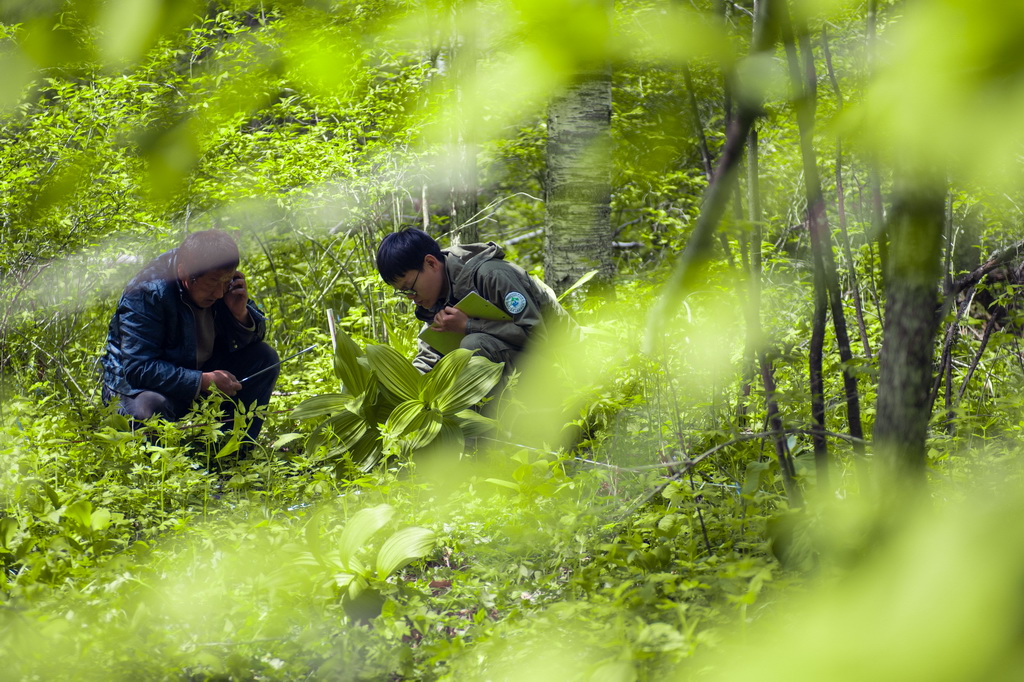 贾翔（右）和工作人员赵路福在长白山国家级自然保护区的植物固定监测样地进行植物群落调查研究（5月9日摄）。新华社记者 许畅 摄