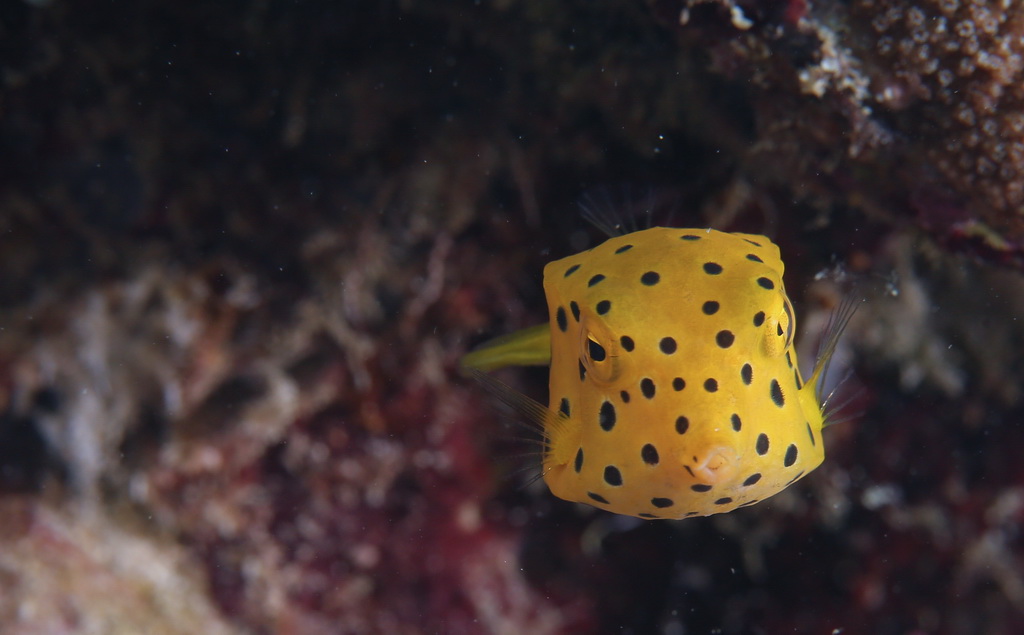  This is a picture of the puffer puffer in the marine ranch of Wuzhizhou Island (taken on May 16).