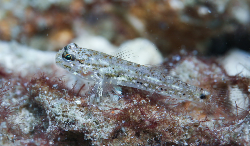這是在蜈支洲島海域海洋牧場拍攝的蝦虎魚（5月15日攝）。