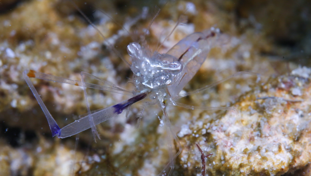 這是在蜈支洲島海域海洋牧場拍攝的佩德森清潔蝦（5月15日攝）。